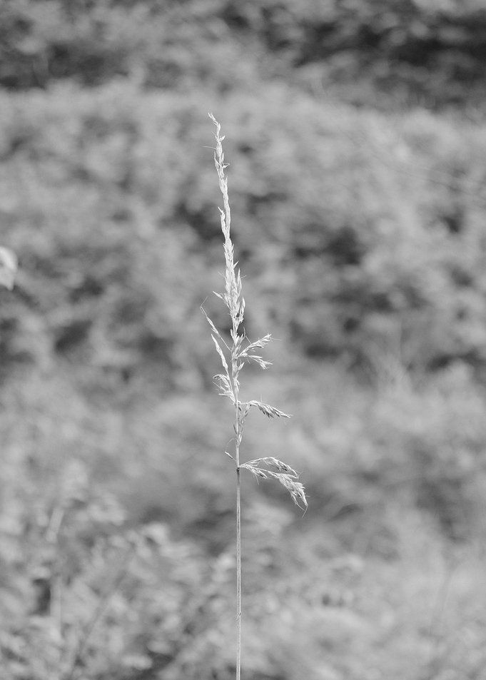 Wheat