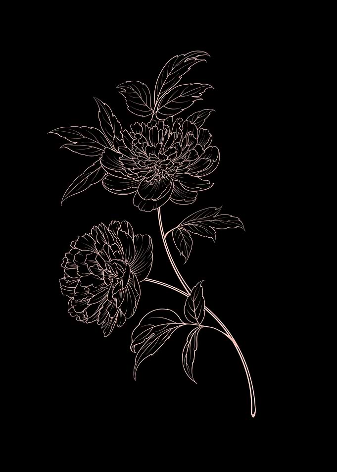 Peony Flower