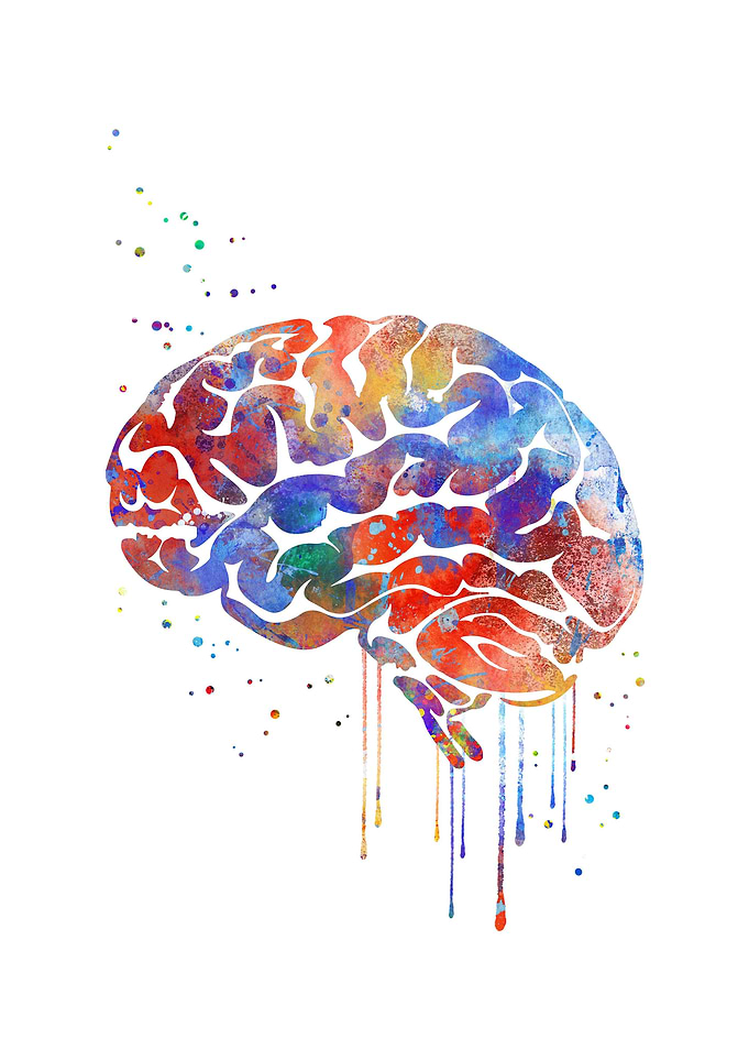 Brain anatomy