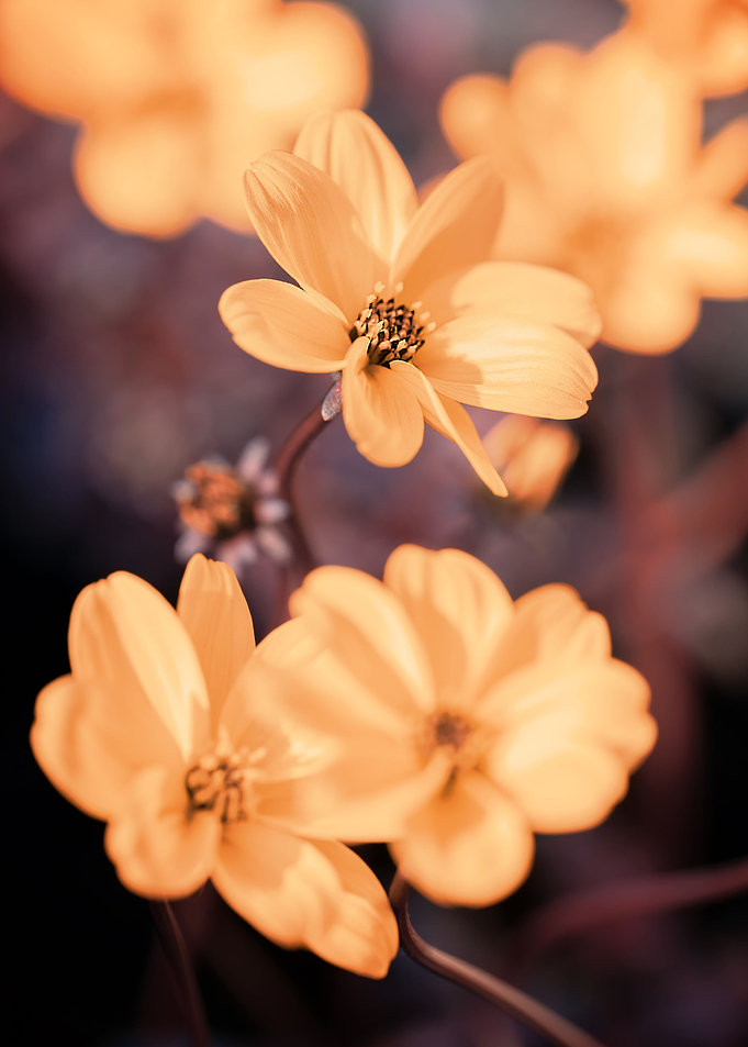Yellow flower,macro garden