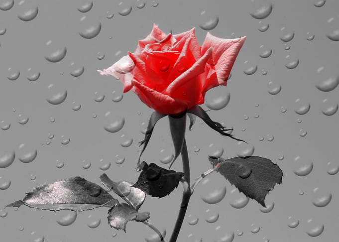 Rose Drops red ck 4388