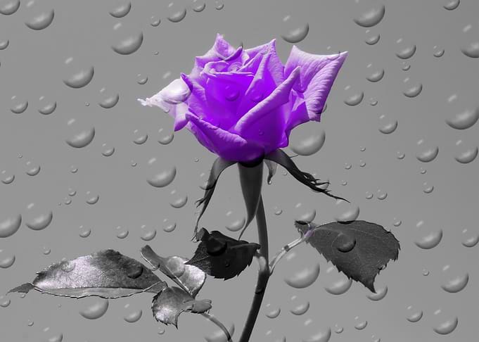 Rose Drops purple ck 4388