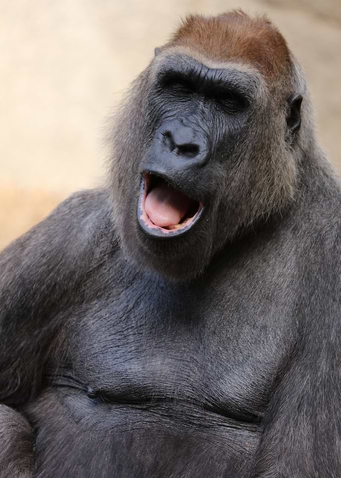 Gorilla