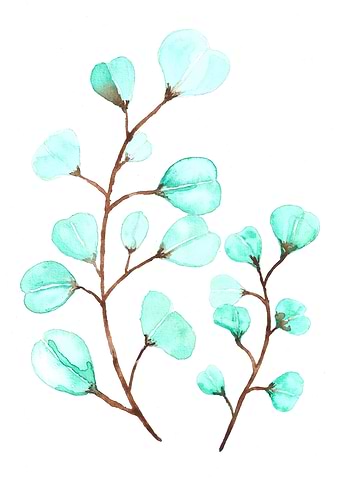 Eucalyptus