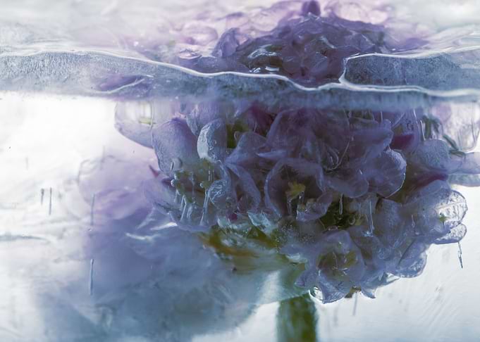 Armeria in ice 1