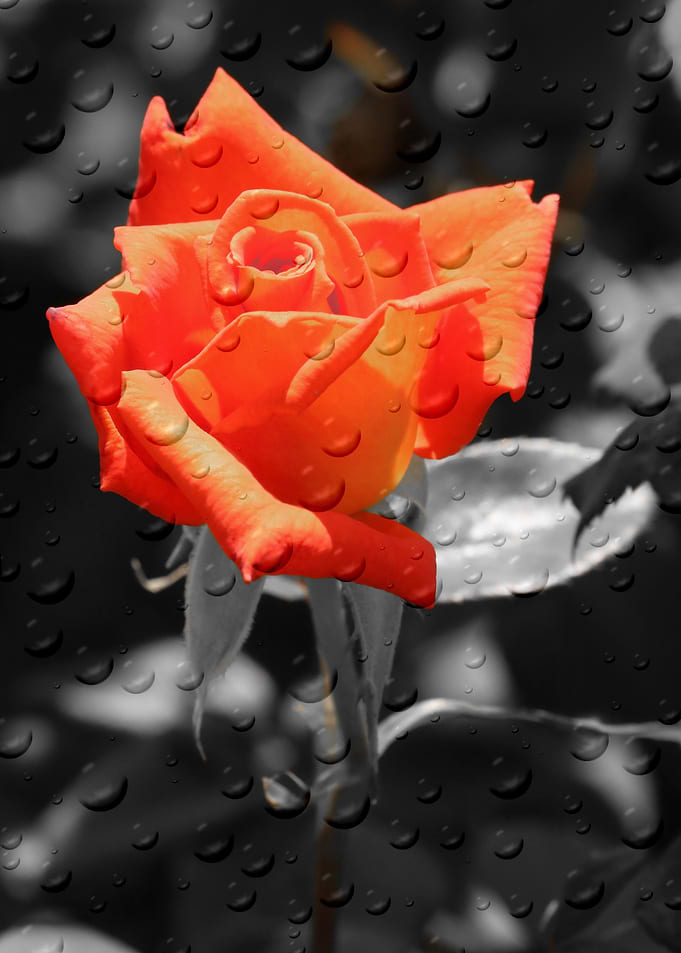 Rose magic ck 383