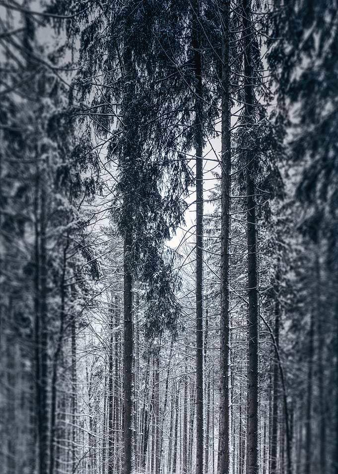 Frozen Forest