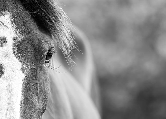 Closeup Portrait Horse