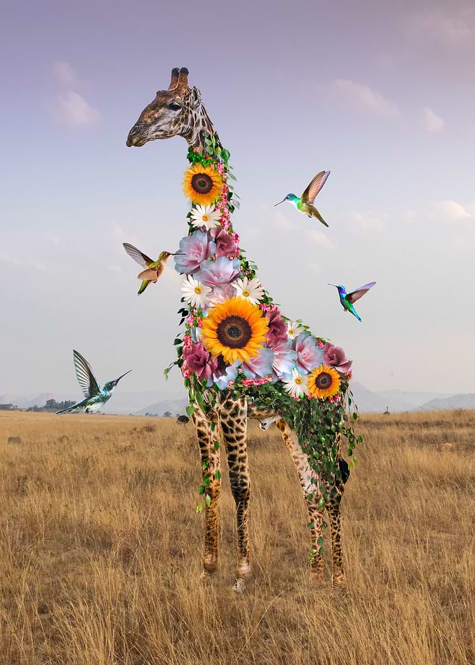 Giraffe