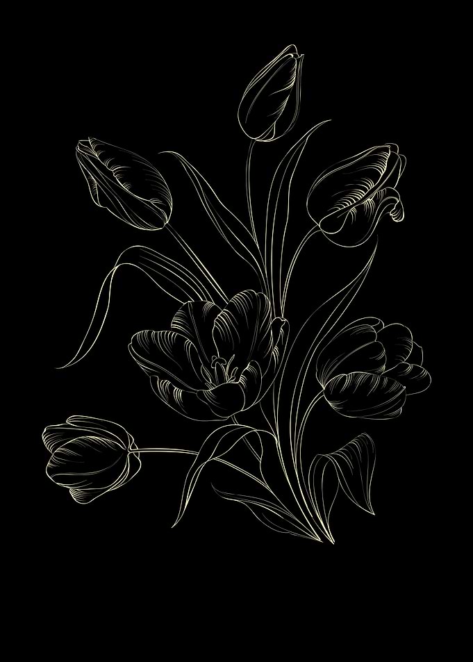 Tulip Flower
