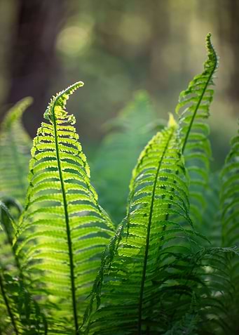 Fern in the spring forest