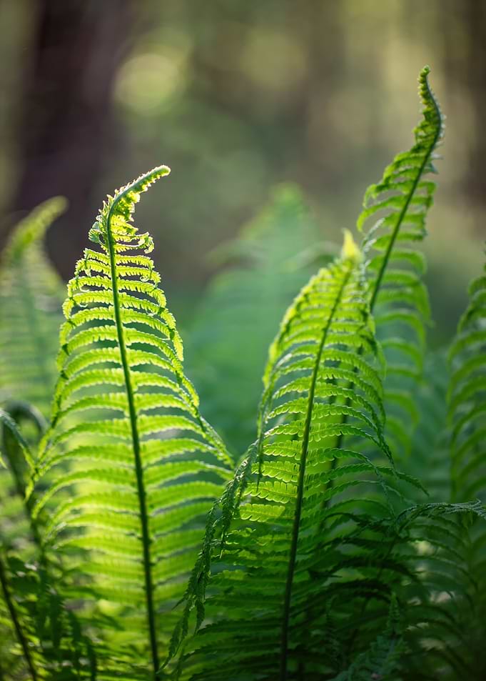 Fern in the spring forest