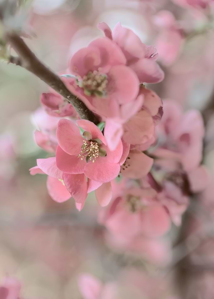 Pink flower, spring garden