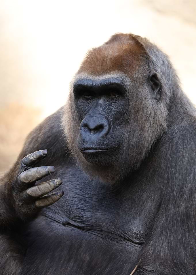 Gorilla
