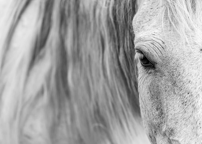 Horse closeup