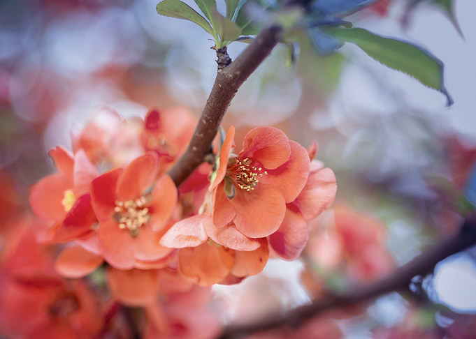 Orange flower,macro garden