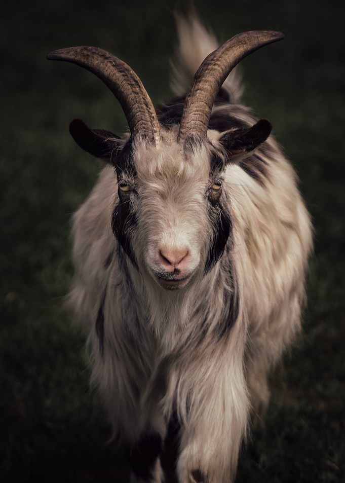 The Goat