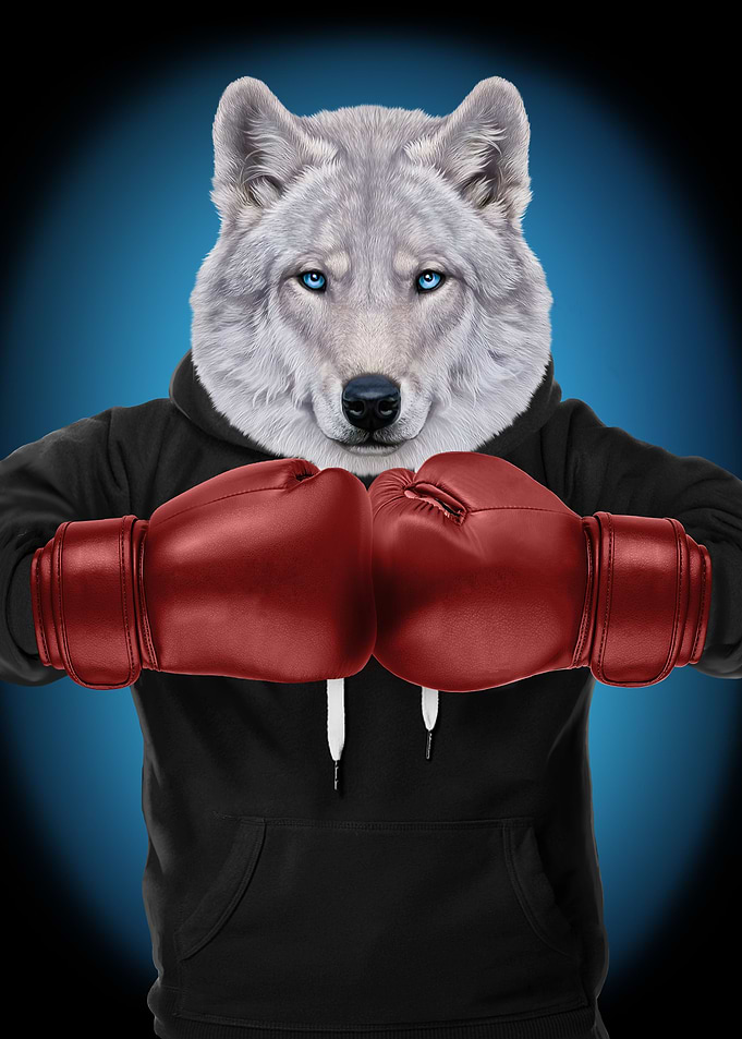 Boxer Polar Wolf