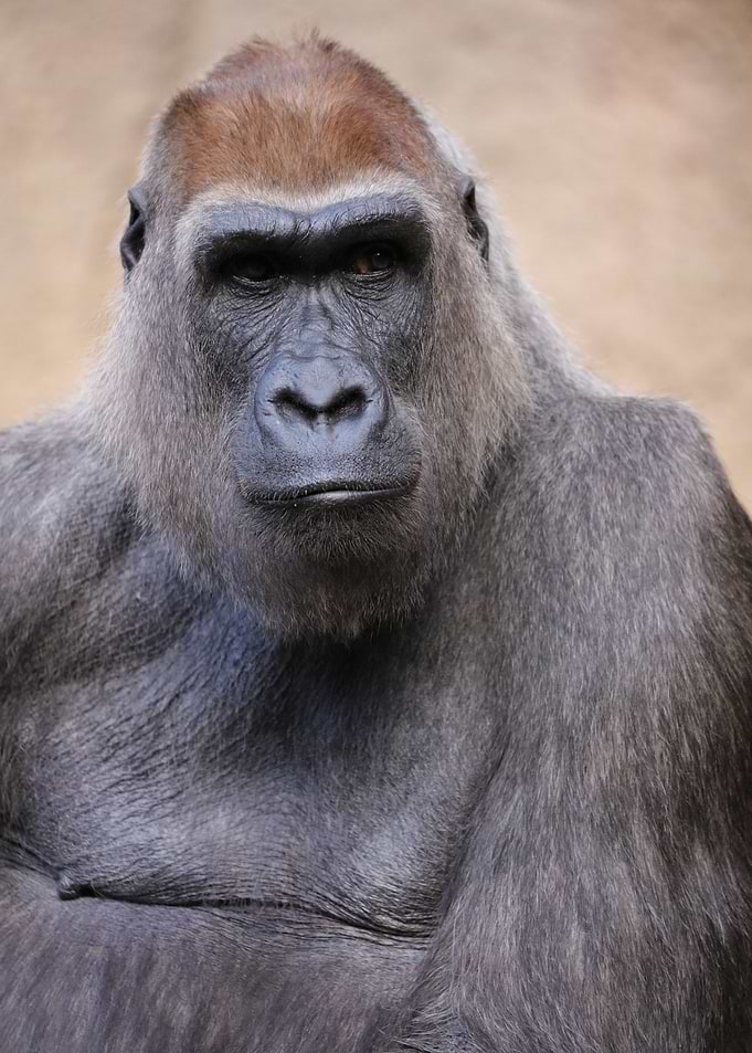 Gorilla