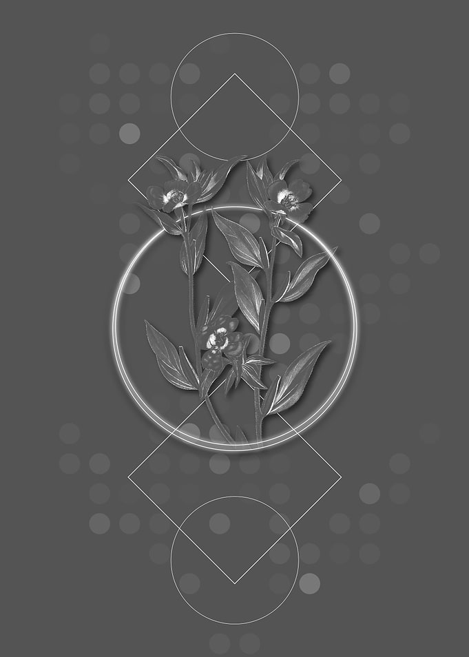 Long Branched Enothera