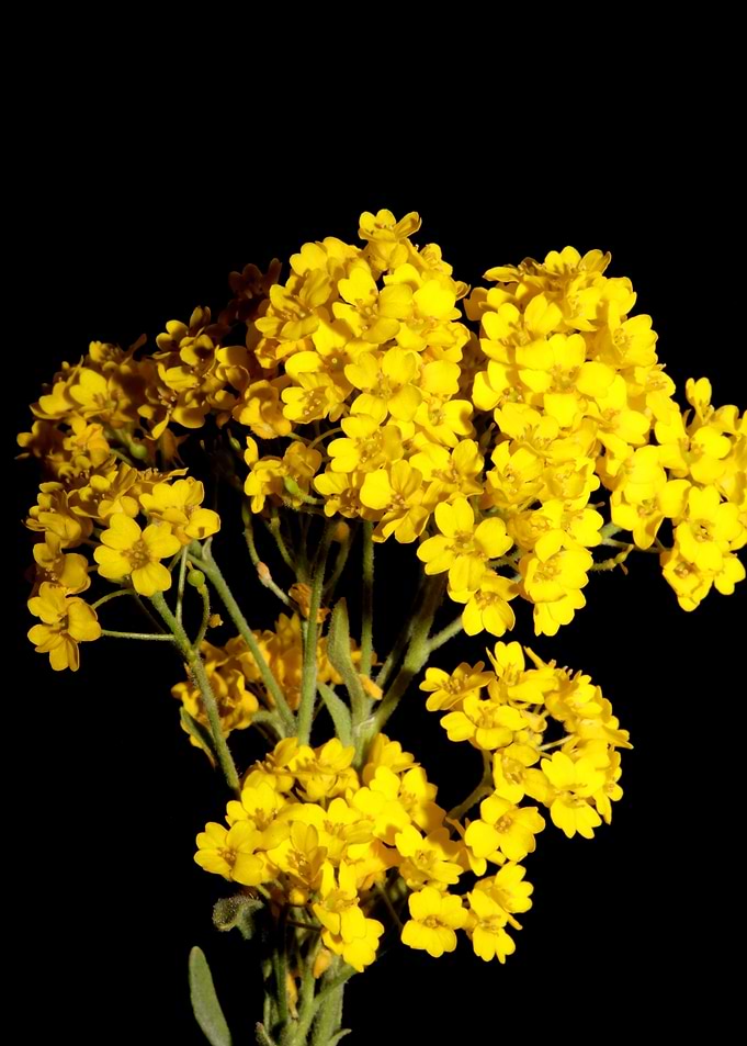 Yellow flowering Aurinia