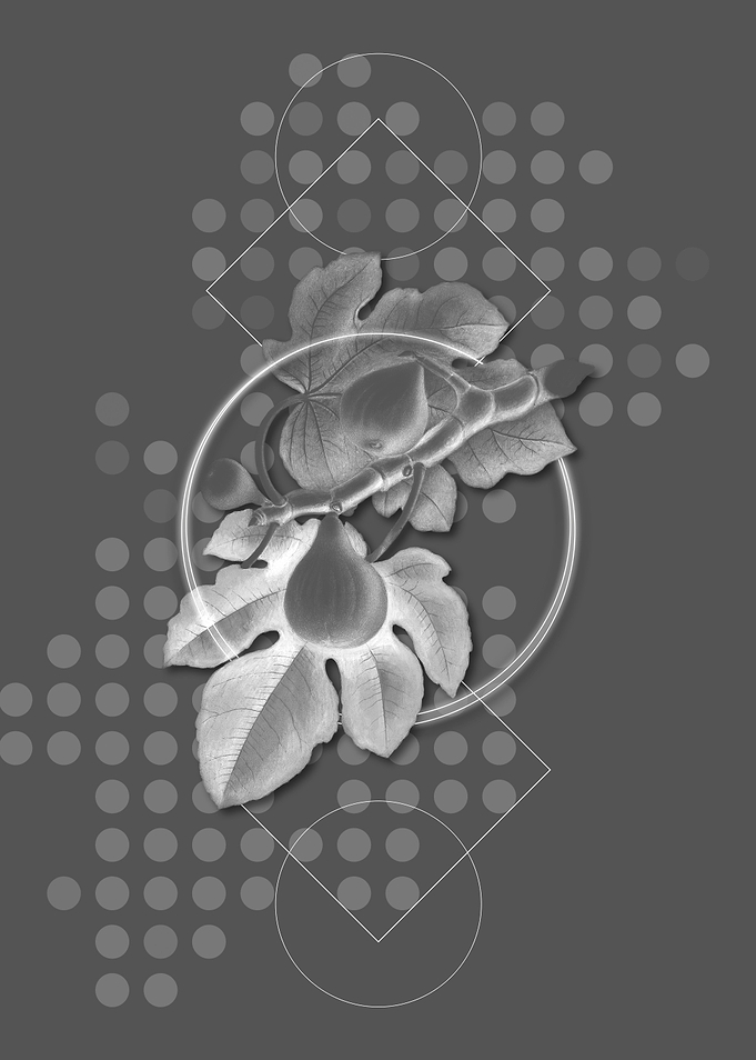 Gray Geometric Fig Fruit