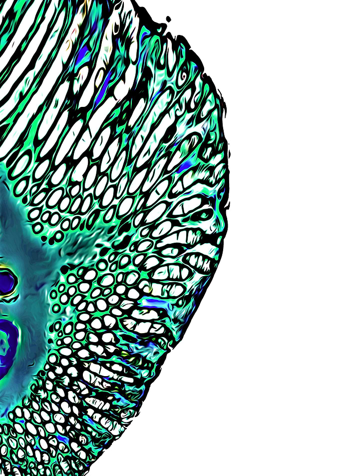 Human Tissue