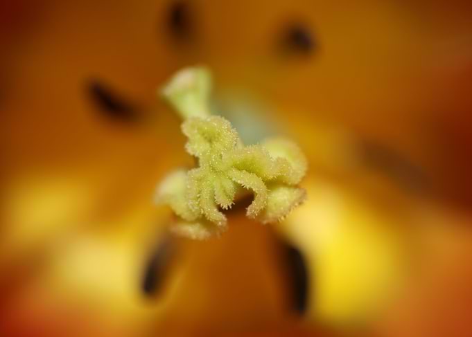 Tulipa flower close up