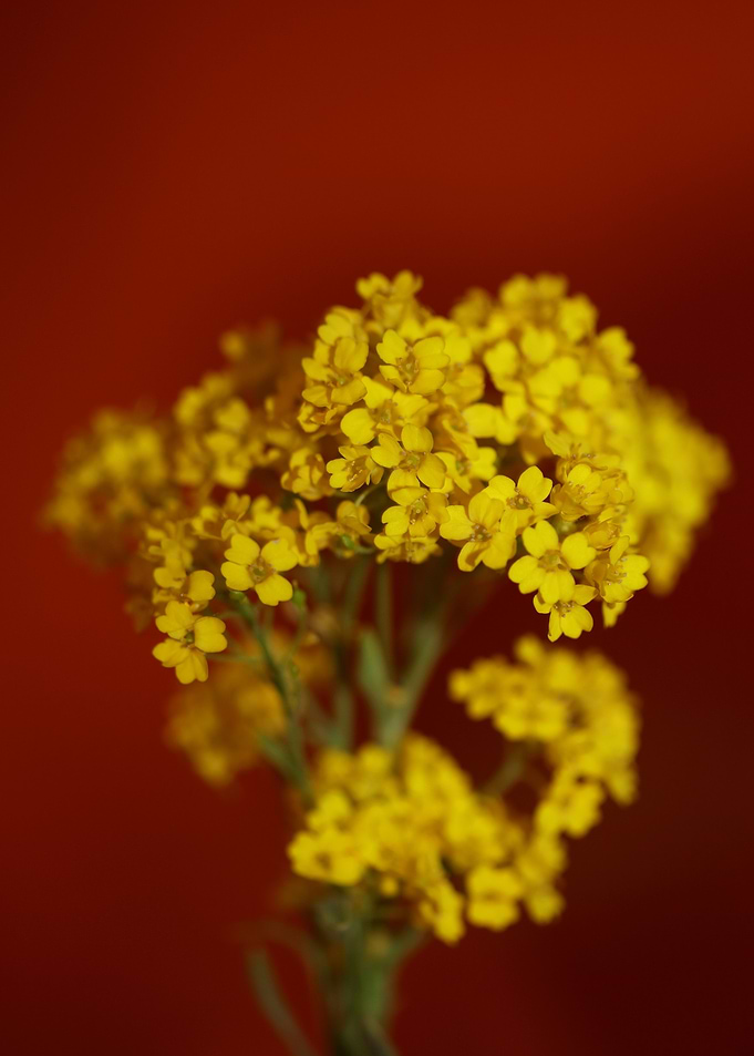 Aurinia saxatilis close up