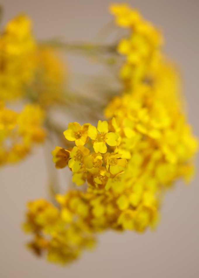 Aurinia saxatilis blossom