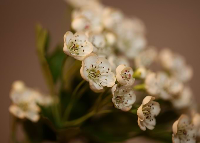 White flower blossoming