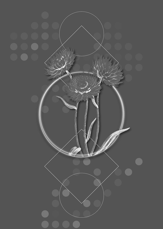 Helichrysum Flower Branch
