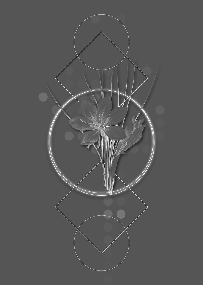 Gray Geometric Crocus