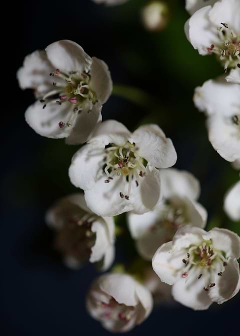Crataegus flowering macro
