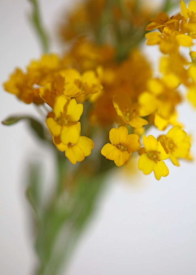 Aurinia flower background