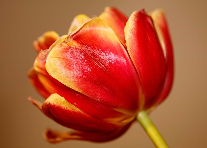 Tulip flower blossoming
