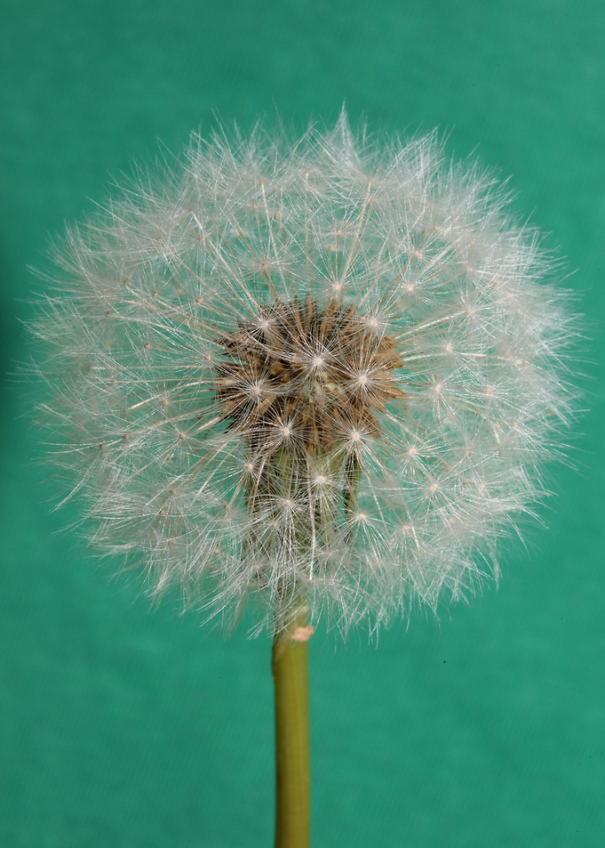 Taraxacum flowering macro