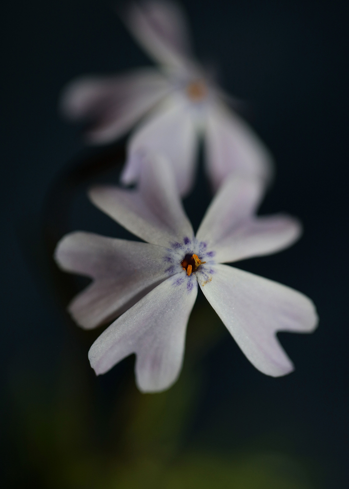 Phlox flower blossoming