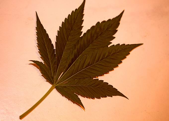 Marihuana green leaf macro