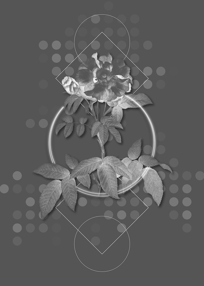 Gray Vintage Rose Flower