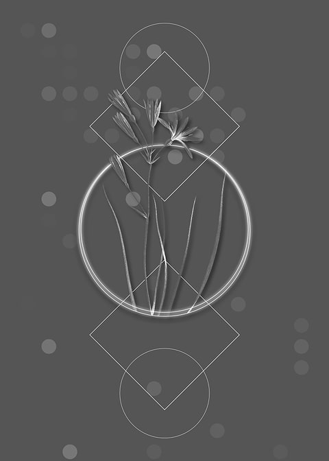 Gray Geometric Amaryllis