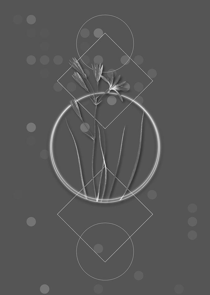 Gray Geometric Amaryllis