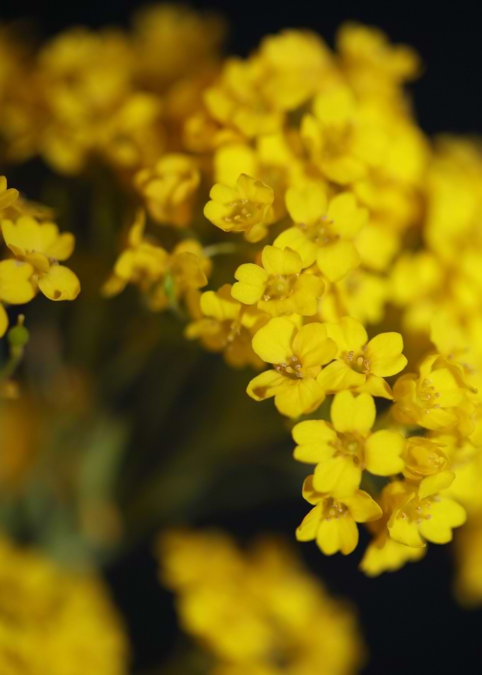 Aurinia flower background