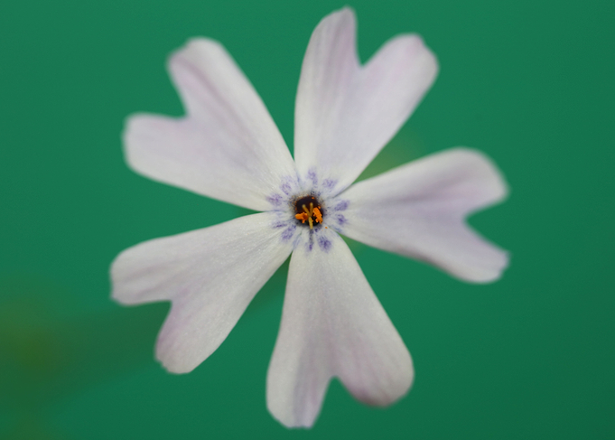 Phlox flower blossom macro