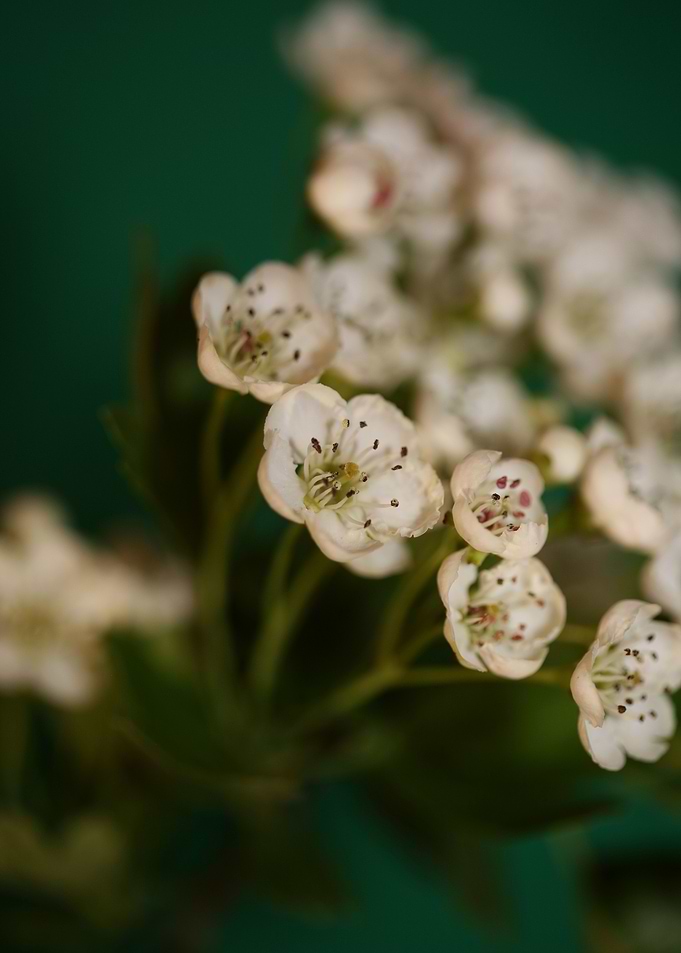 Crataegus monogyna macro