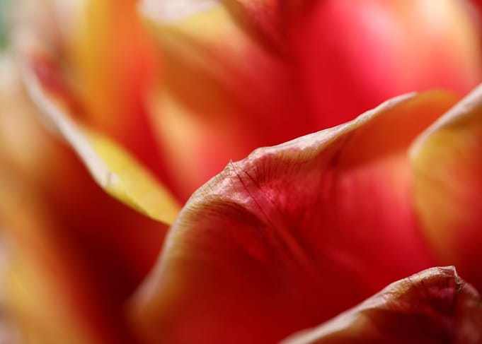 Tulipa flower close up