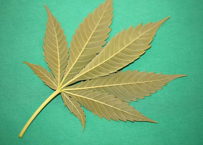 Marihuana leaf wall poster