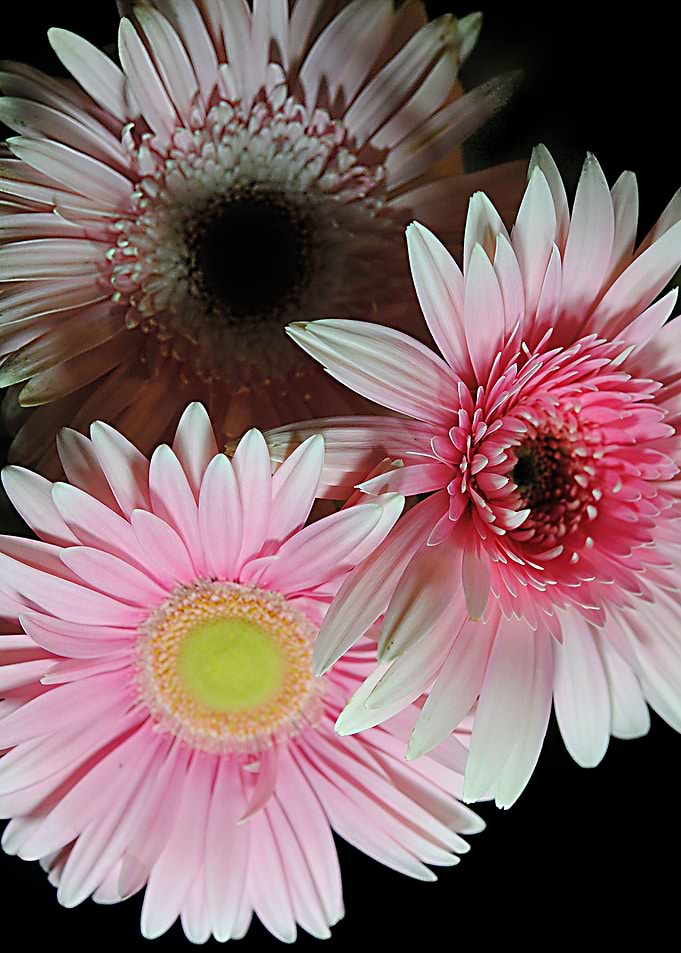 Pink Daisy Bouquet