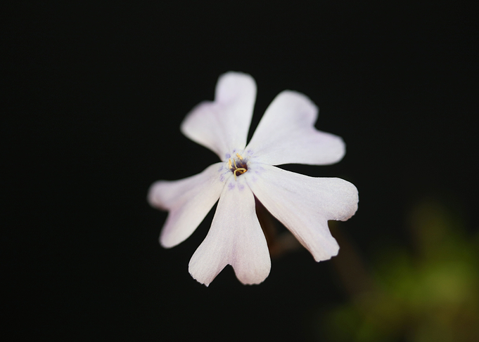 Phlox flower blossoming