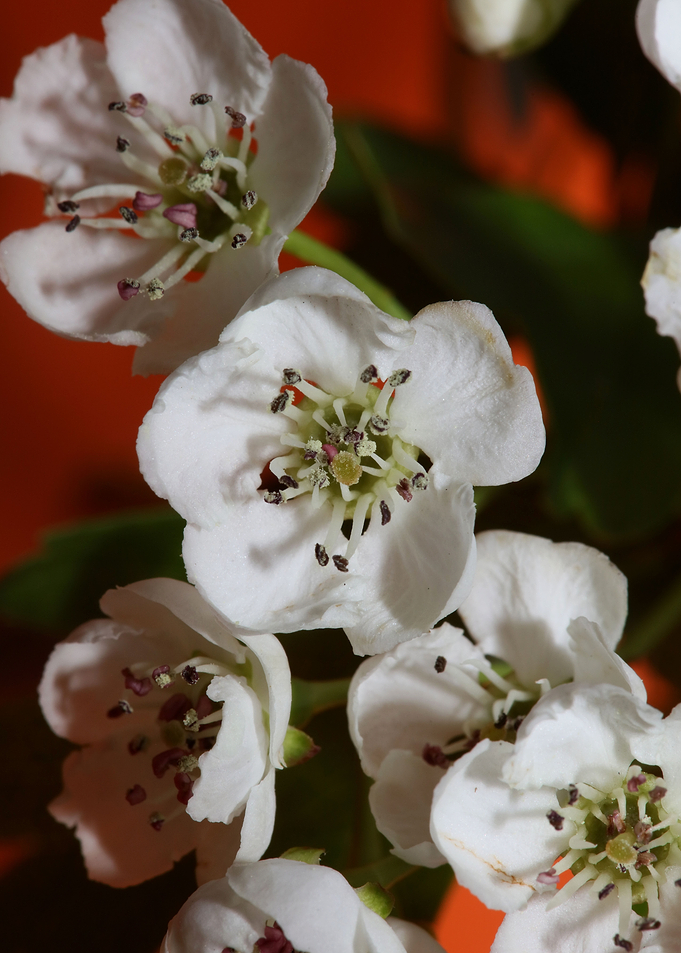 Crataegus flower blossom